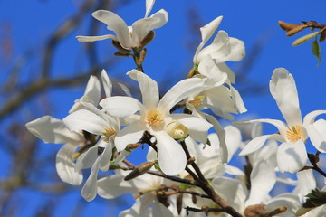 Fototapeta na wymiar Frühlingsblüten