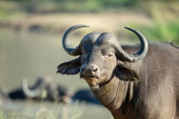 Abwaschbare Fototapete Junger Büffelbulle um eine Suhle © Darrel