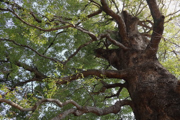 日本　上野公園の風景