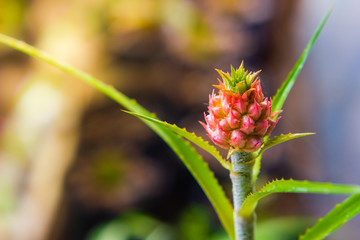 small pineapple the plant is ornamental in garden