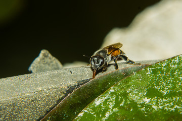 close up of bee in garden