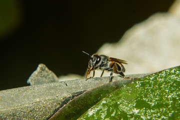 close up of bee in garden