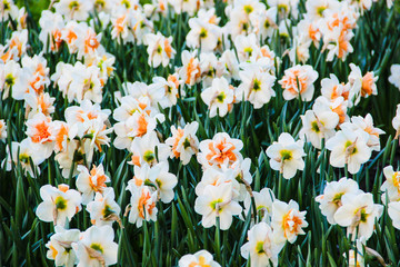 Beautiful spring landscape with white jonquils flowers. Beautiful Narcissus daffodils in the garden. Daffodils background. Narcissus daffodils flower for postcard beauty and agriculture concept design