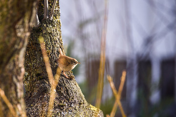 Selective focus photo. The Eurasian wren bird (Troglodytes troglodytes) sitting on plum tree trunk in garden. Springtime, migratory bird.