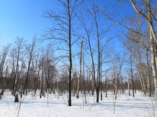 Winter Russian forest landscape with trees in early spring, melting snow