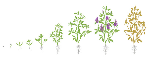 Growth stages of Alfalfa plant. Vector flat illustration. Medicago sativa. Lucerne grown life cycle. - obrazy, fototapety, plakaty