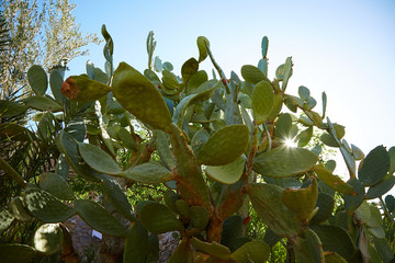Kakteen im Gegenlicht