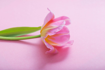 Fototapeta premium beautiful pink tulips on pink paper background