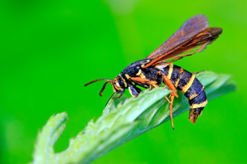 Aegeriidae insects on plant