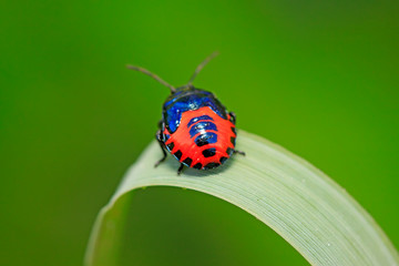 Zicrona caerulea on plant