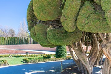 The sculptured cypress trees of the Parterre Garden (Spanish: Jardín del Parterre) in Madrid, Spain, with a concrete ramp lined with tall trees leading to the upper level of the garden.