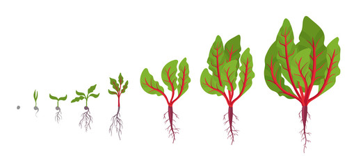 Chard growth stages. Planting of leaf stalks plant. Swiss chard taproot life cycle. Vector illustration on white background. Beta vulgaris.