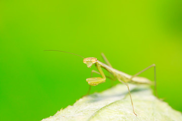 Mantis larvae on plant