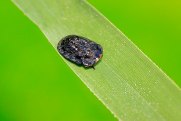 Hispidae insects on plant