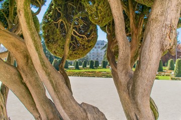 The Parterre Garden (Spanish: Jardín del Parterre) in Madrid, Spain as seen through the branches of a sculptured cypress tree.