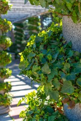 A closeup of a pruned green vine spiralling up a grey concrete pilar, with similar pillars in the distance.