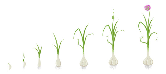 Crop stages of Garlic. Growing Garlic plant. Harvest growth vegetable. Allium sativum. Vector flat Illustration.