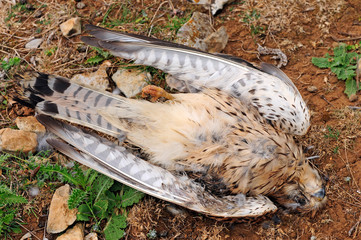 erschlagener Falke unter einer Windkraftanlage
