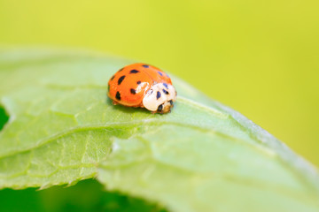 Obraz premium Harmonia axyridis on plant