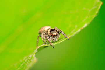 jumping spider on plant