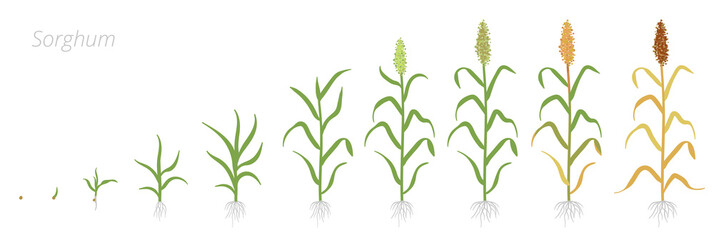 Crop stages of Sorghum. Growing Sorghum plant. Harvest growth grain. Sorghum bicolor. Vector flat Illustration. - obrazy, fototapety, plakaty