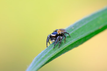 jumping spider on plant