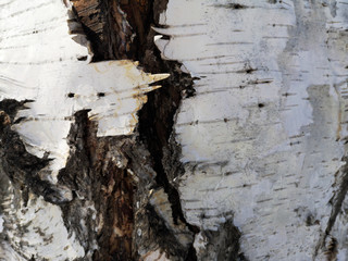 White birch texture closeup in March for use in winter, early spring