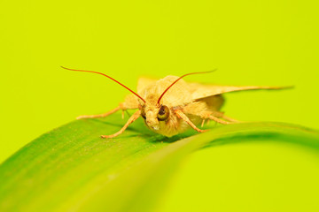 Moth insects on plant