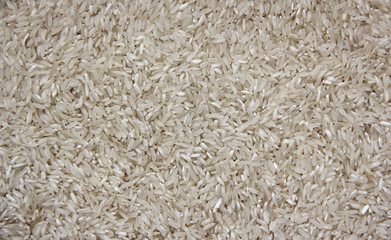 Rice grain up close