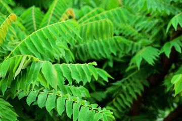fresh and green leaves of averrhoa bilimbi with natural background