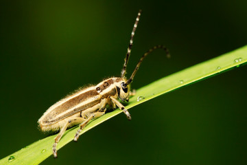 Fototapeta premium longicorn