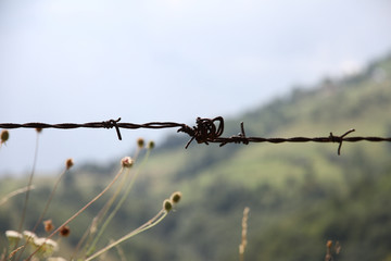 barbed wire on a field