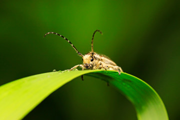 Fototapeta premium longicorn