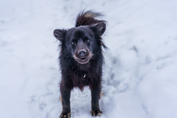 Black mongrel dog snow