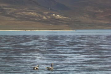 Pangong Lake in Ladakh, India