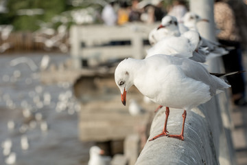 Seagull portrait against sea shore, White bird seagull sitting by the beach
