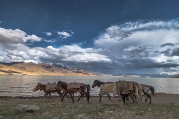 Fototapeta na wymiar Wildlife photography in Ladakh