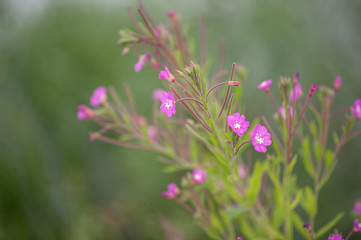 purple flowers in nature