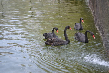 black swans on the pond