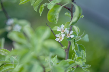 Blooming white flowers fruit tree: Apple, pear in the garden in early spring. Horizontal photography 