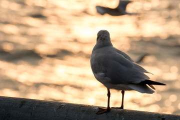 Seagull portrait against sea shore, White bird seagull sitting by the beach in the evening (Sunset Scene)