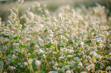 buckwheat white flowers