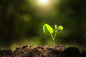 young plant growing with sunshine in nature