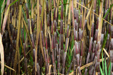  sugar cane - ready for harvest, sugar cane fields or sugar cane plantations