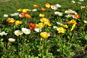Fototapeta premium Pavots multicolores au jardin au printemps