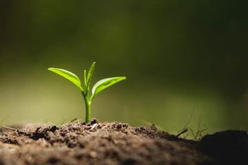 young plant growing with sunshine in nature