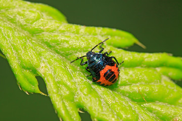 Zicrona caerulea on plant