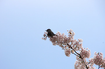 桜の枝にとまっているウグイス