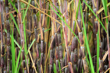  sugar cane - ready for harvest, sugar cane fields or sugar cane plantations
