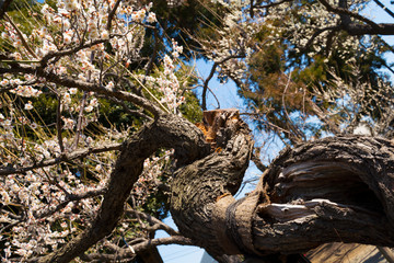 晴天の中、満開の、ねじれた力強い梅の木